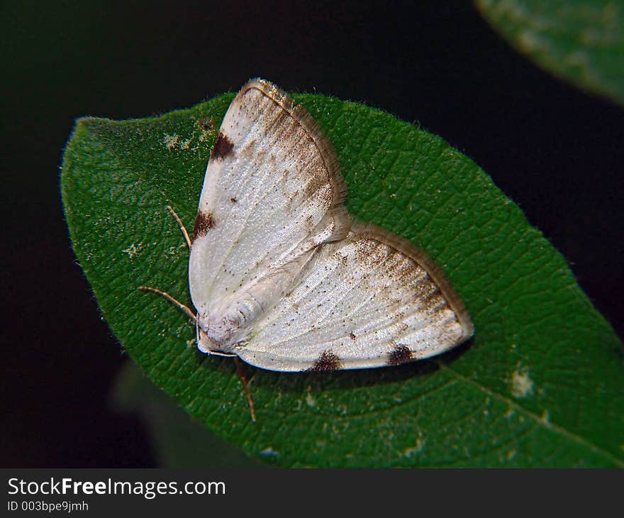 Lomographa Bimaculata.