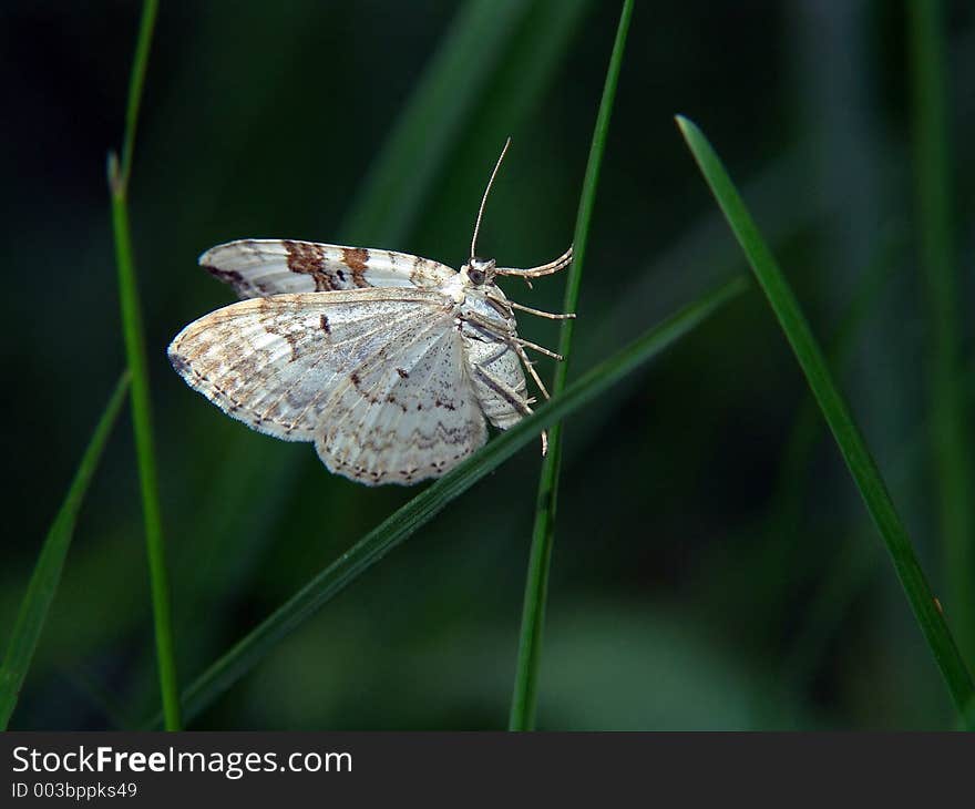 The Butterfly Of Family Geometridae.