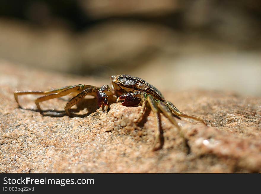 Beach Crab