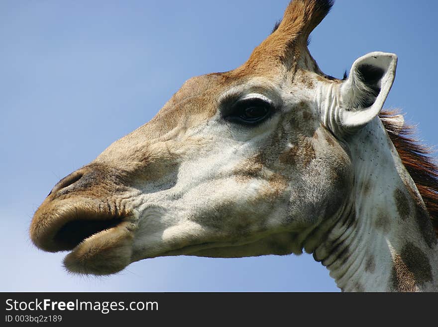 Giraffe head