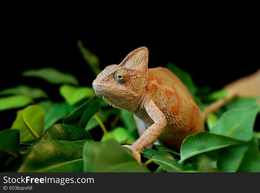 Lizard on leaves - bearded dragon