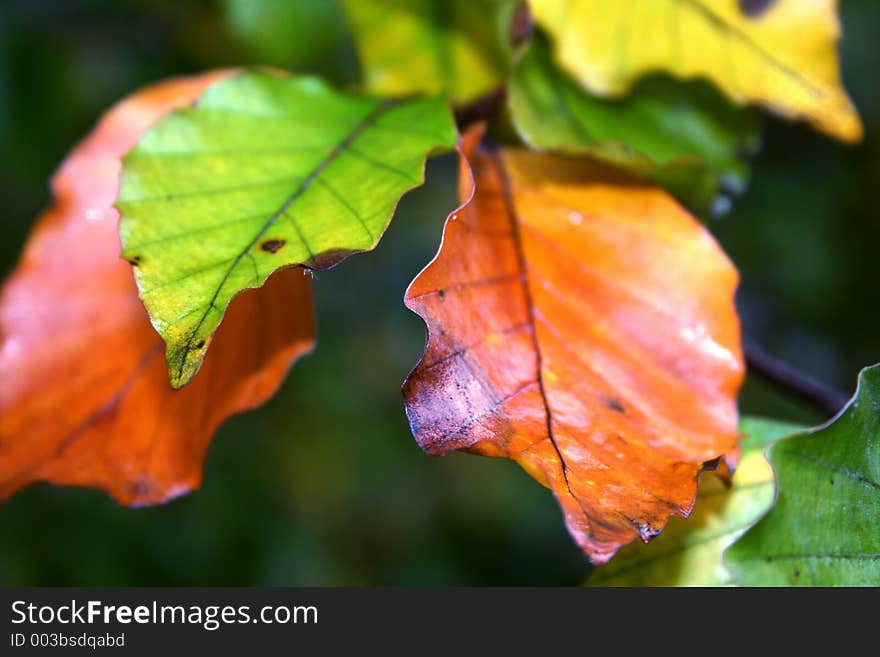 Autumn leaves