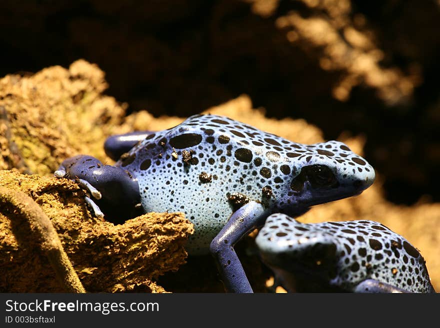 Blue frog