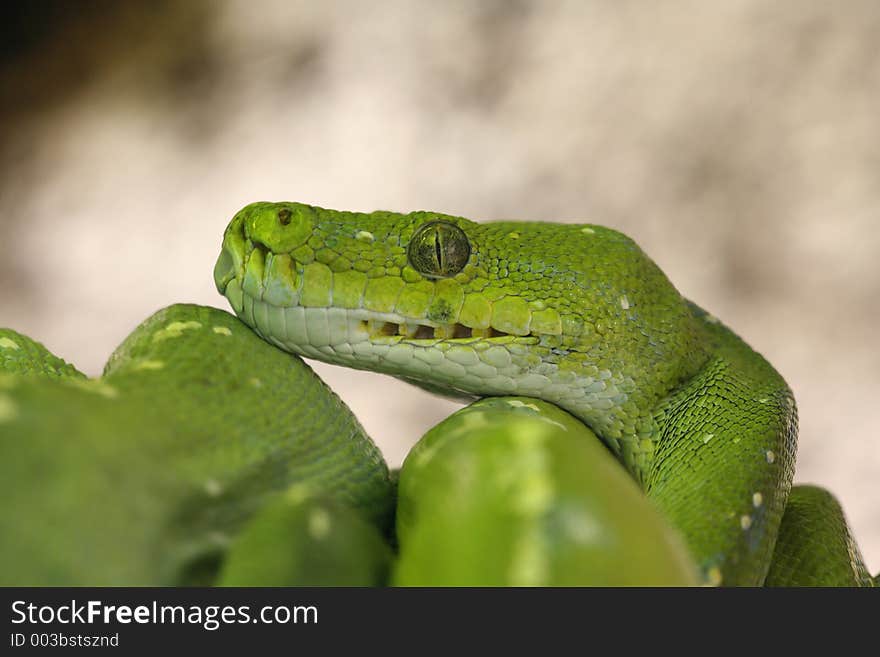 Green treesnake. Green treesnake