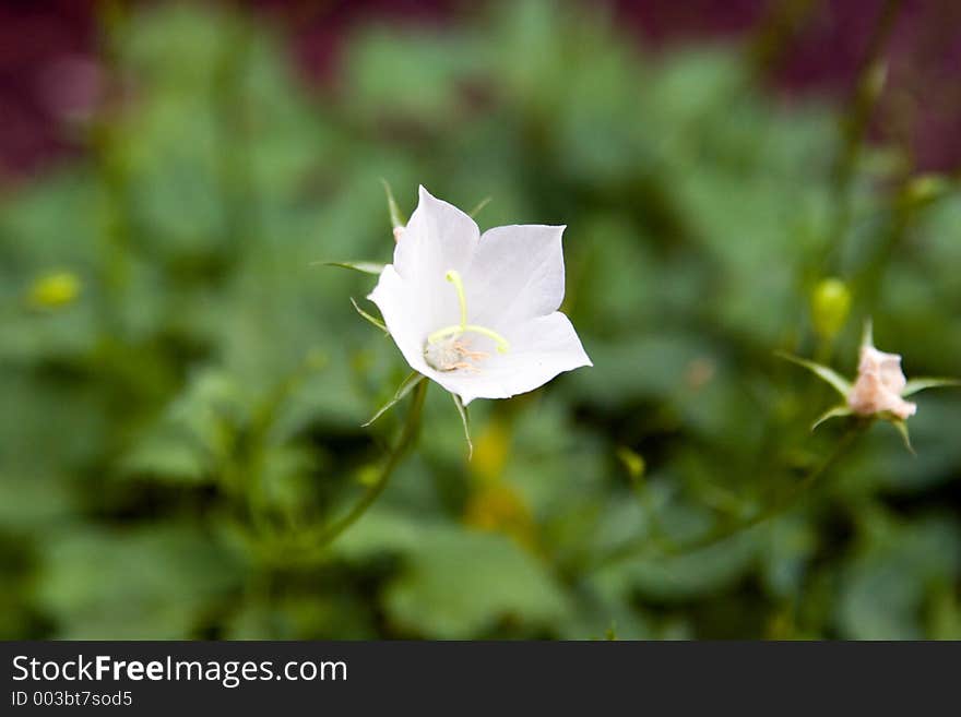 White Flower