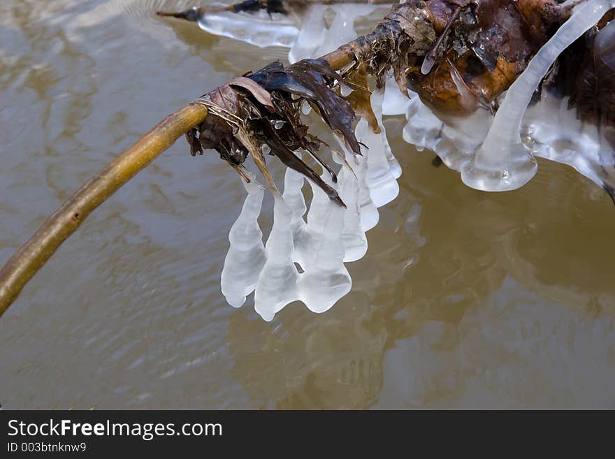 Icicles on a small branch over a river. Icicles on a small branch over a river