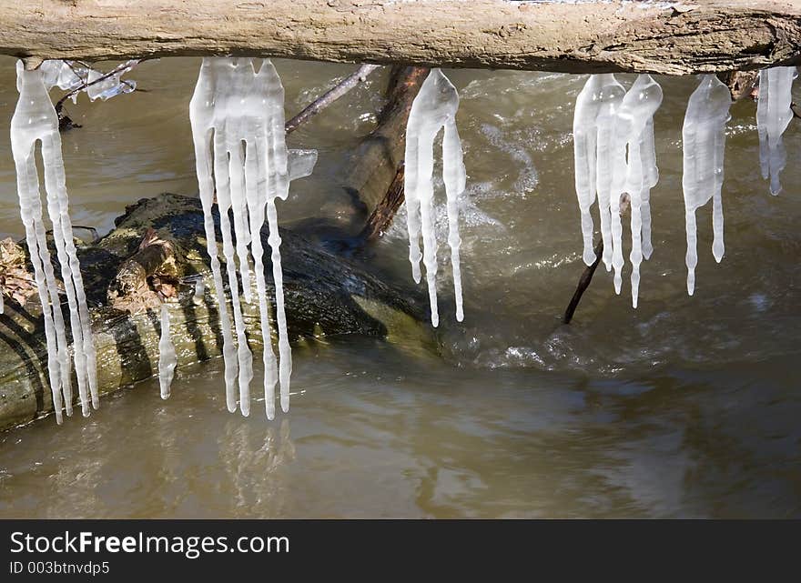 Long icicles on a tree branch