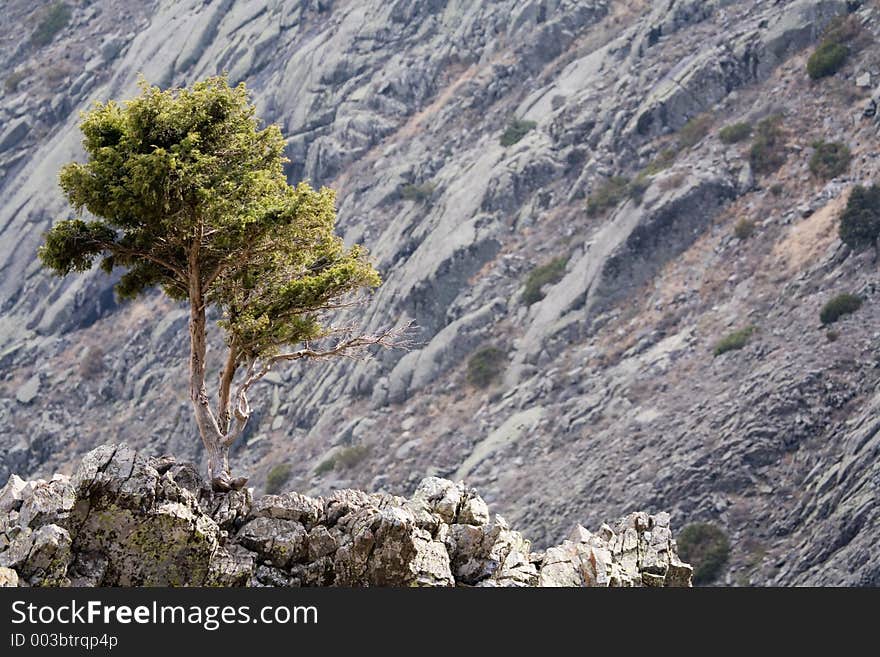 Lonely tree on mountain hill