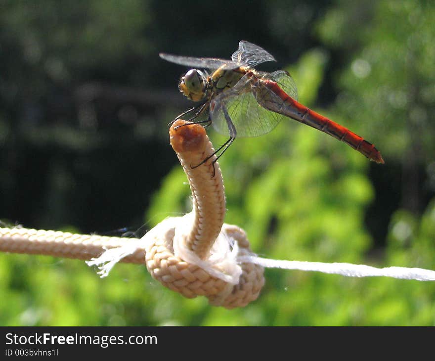 A funny moment of standing up on a this rope . . . A funny moment of standing up on a this rope . . .