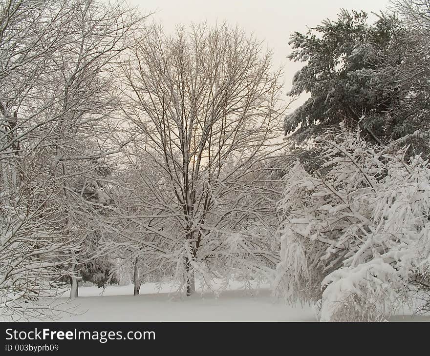 This is a shot of the woods covered with freshly fallen snow. This is a shot of the woods covered with freshly fallen snow.