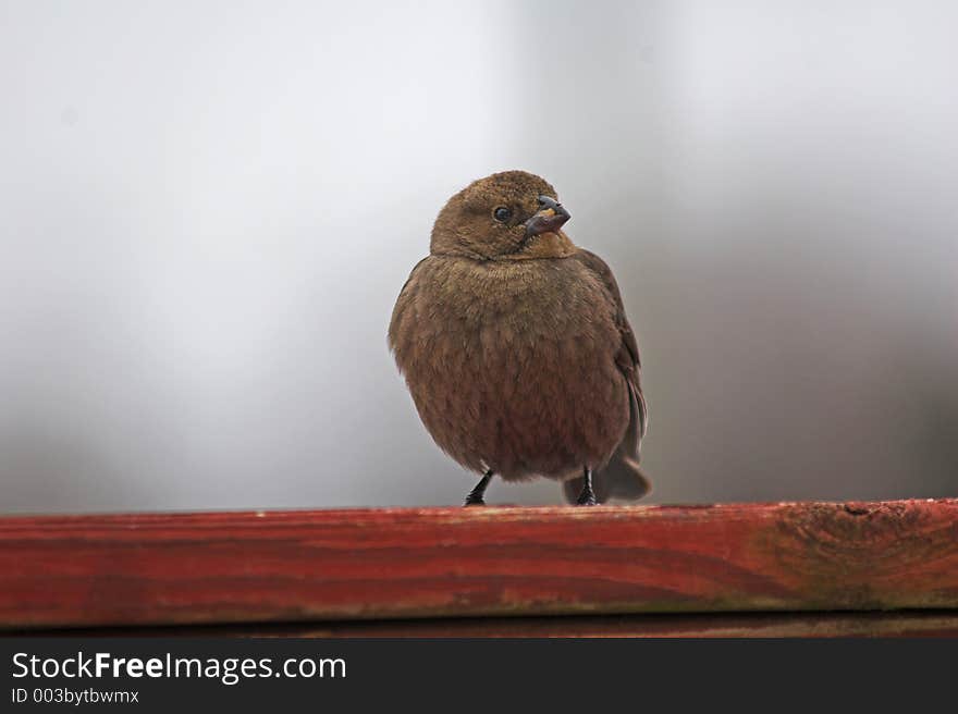 Bird looking for food on a cold winter day. Bird looking for food on a cold winter day