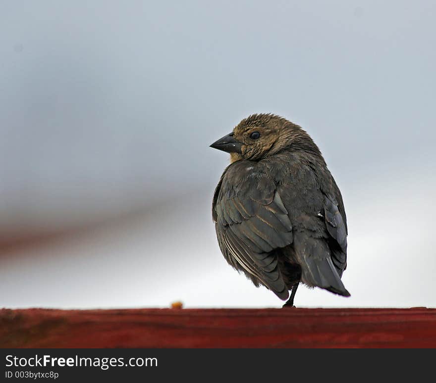 Bird looking for food on a cold winter day. Bird looking for food on a cold winter day