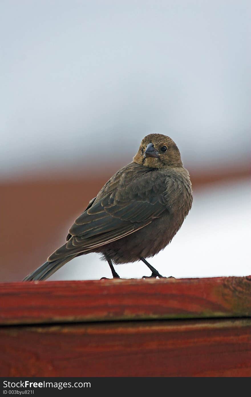 Bird looking for food on a cold winter day