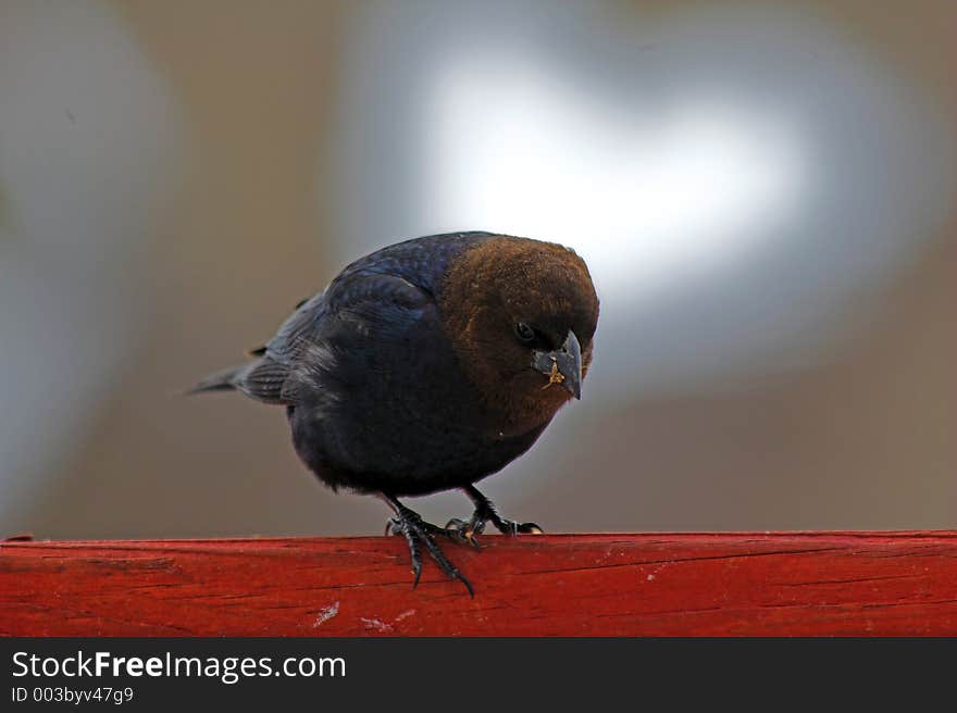 Bird enjoying seeds on a cold winter day. Bird enjoying seeds on a cold winter day