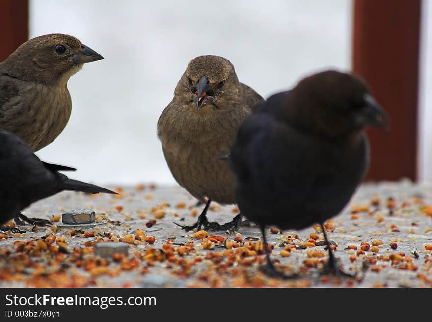 Birds eating limited depth