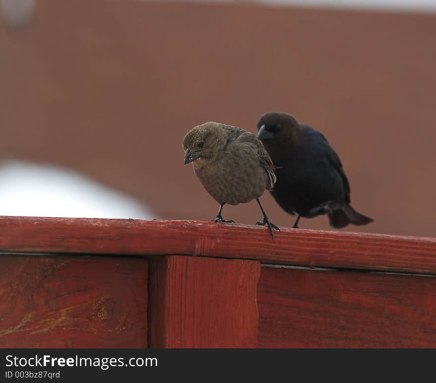 Birds looking for food on a cold winter day,. Birds looking for food on a cold winter day,