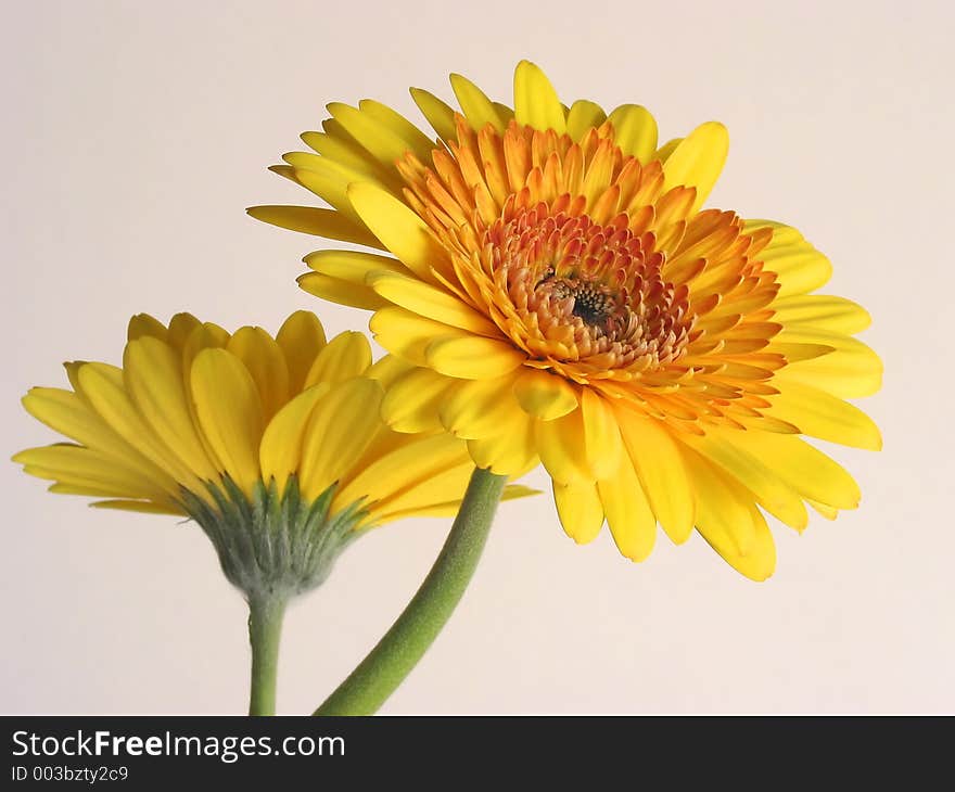 Two Yellow Daisies