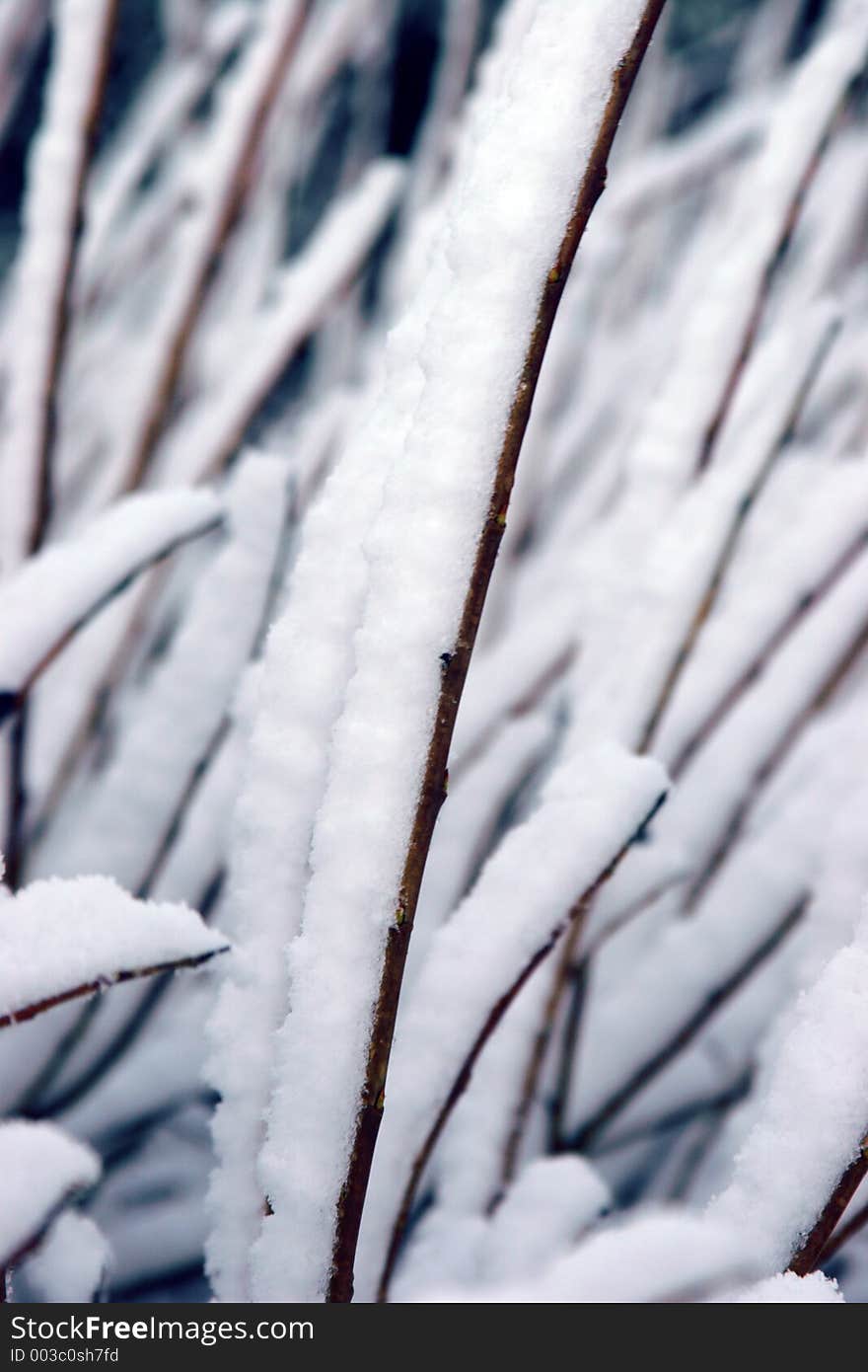 Branches Covered In Snow