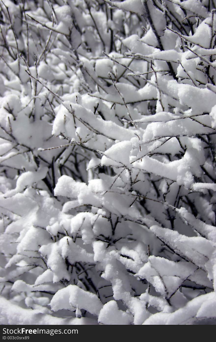 Snow covered bush