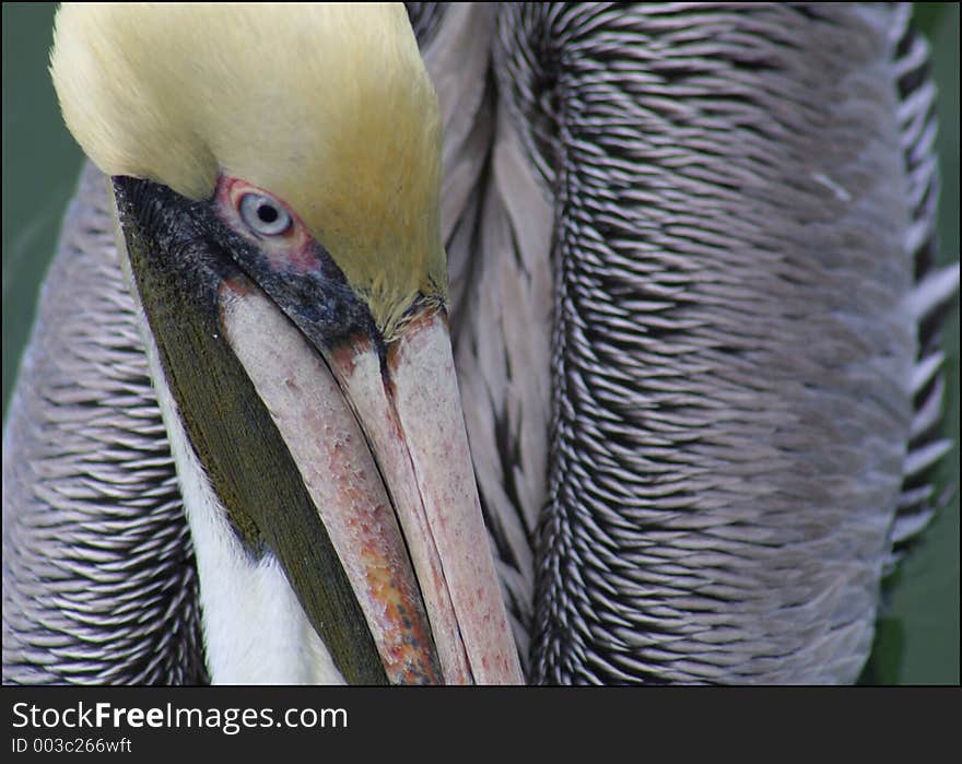 Close-up of pelican in florida. Close-up of pelican in florida