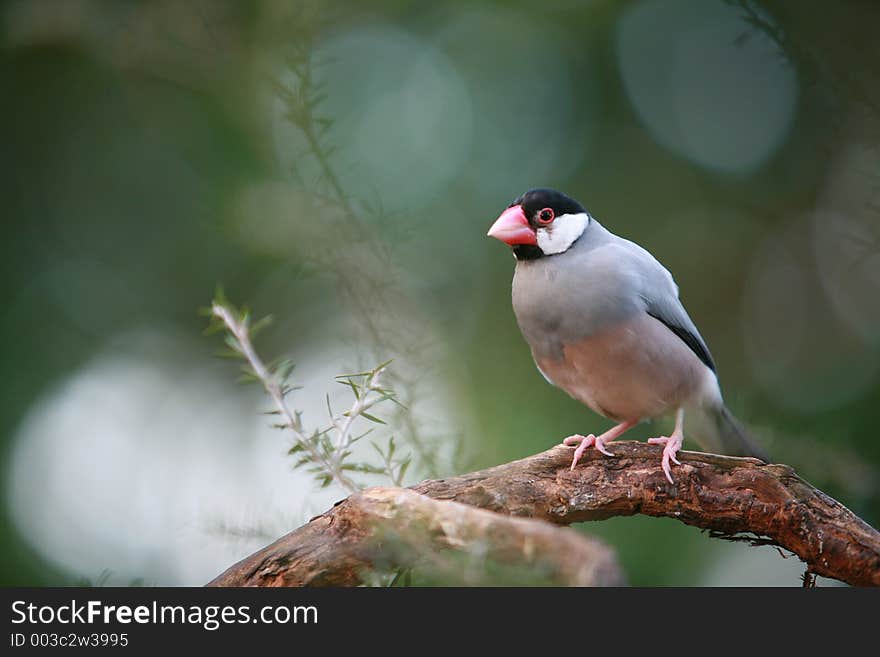 Bird on a branch