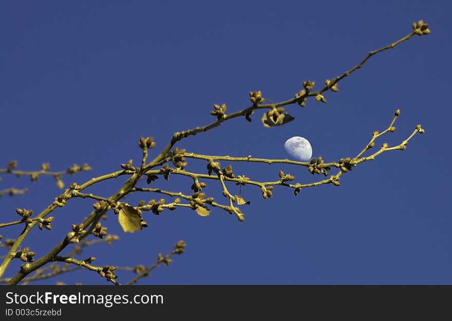 Moon And Branches