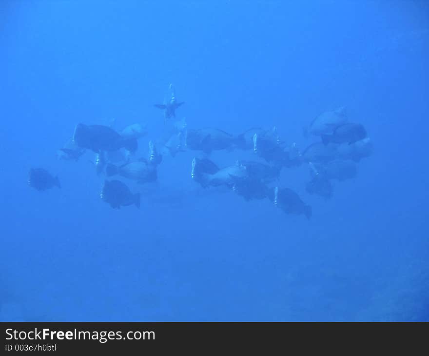 School of gentle giants. School of gentle giants