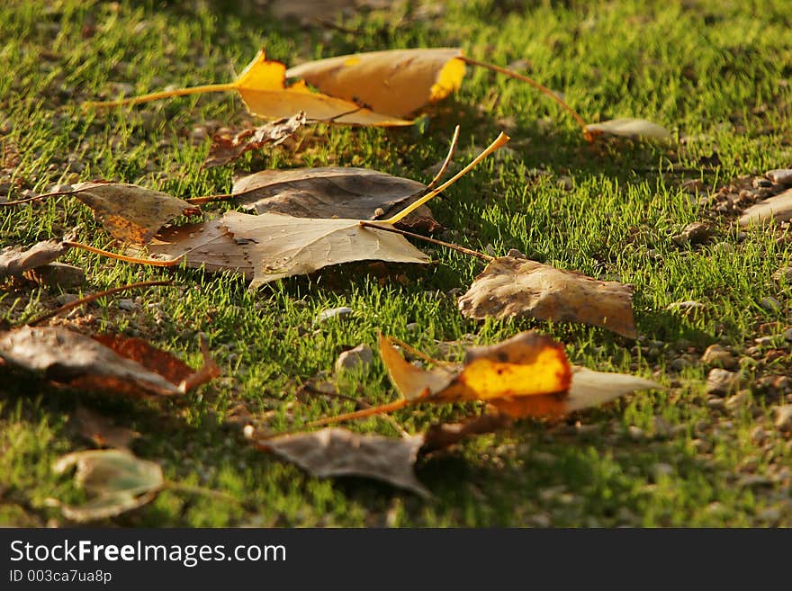 Deciduous leaf