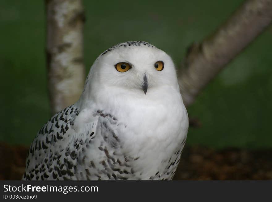 Snow Owl