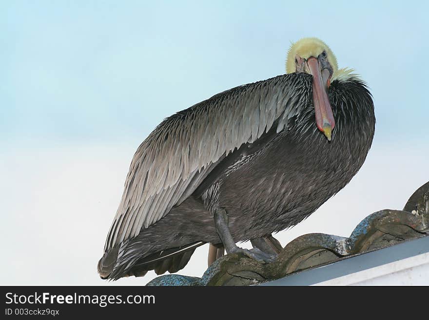 Bad Attitude Pelican