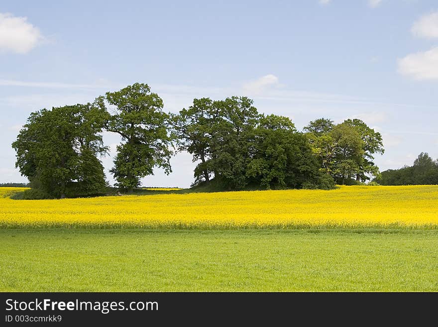 Rapefied with trees. Rapefied with trees