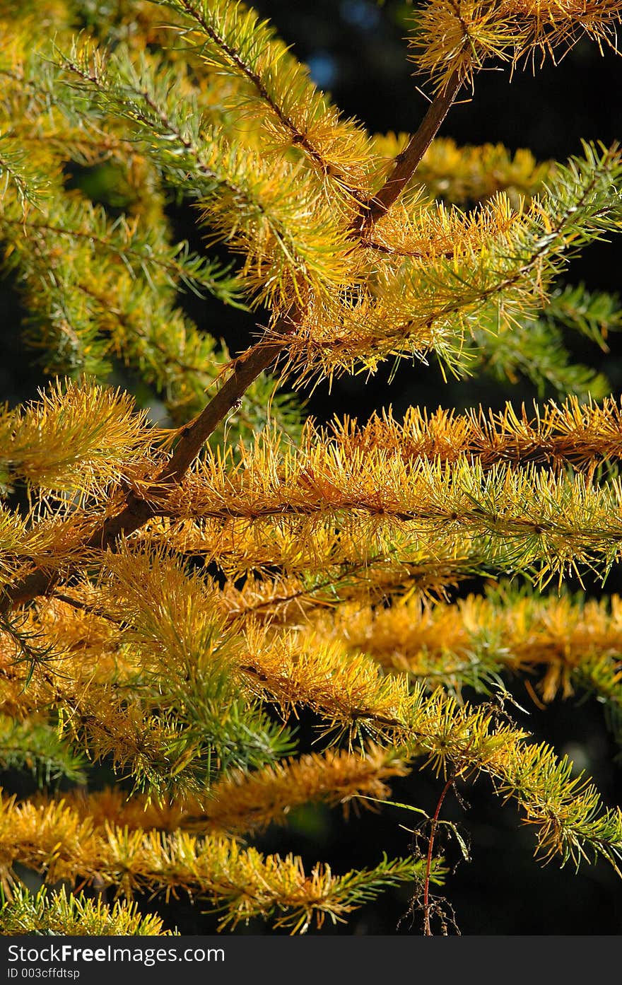 Larch in autumn colours