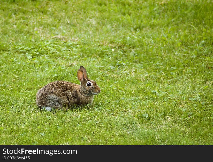 Eastern Cottontail (Sylvilagus floridanus) sits alertly in midst of field of grass and clover. Eastern Cottontail (Sylvilagus floridanus) sits alertly in midst of field of grass and clover