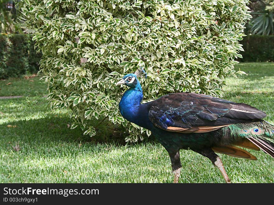 Peacock