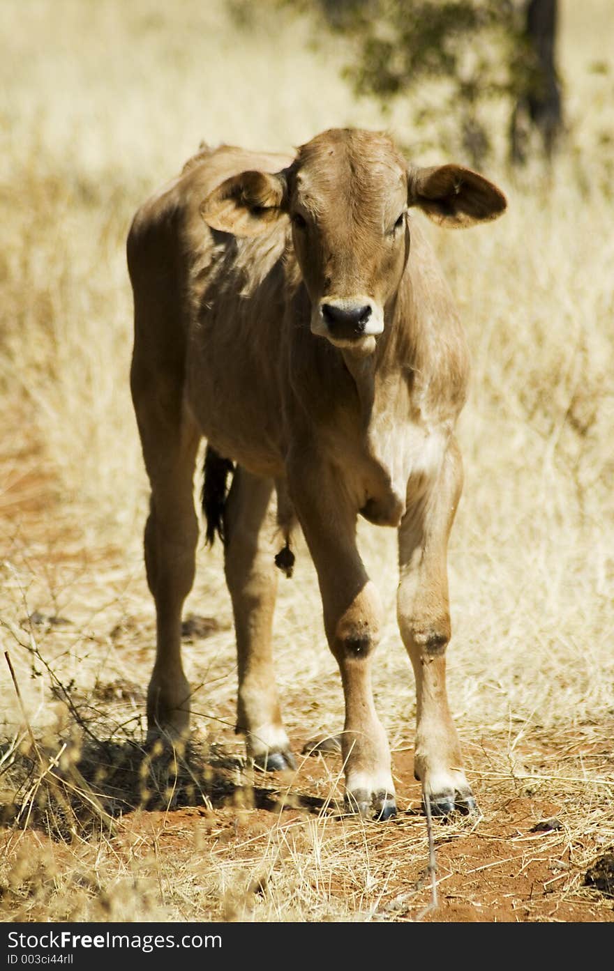 Cattle on a farm in Northern Namibia, Africa. Cattle on a farm in Northern Namibia, Africa