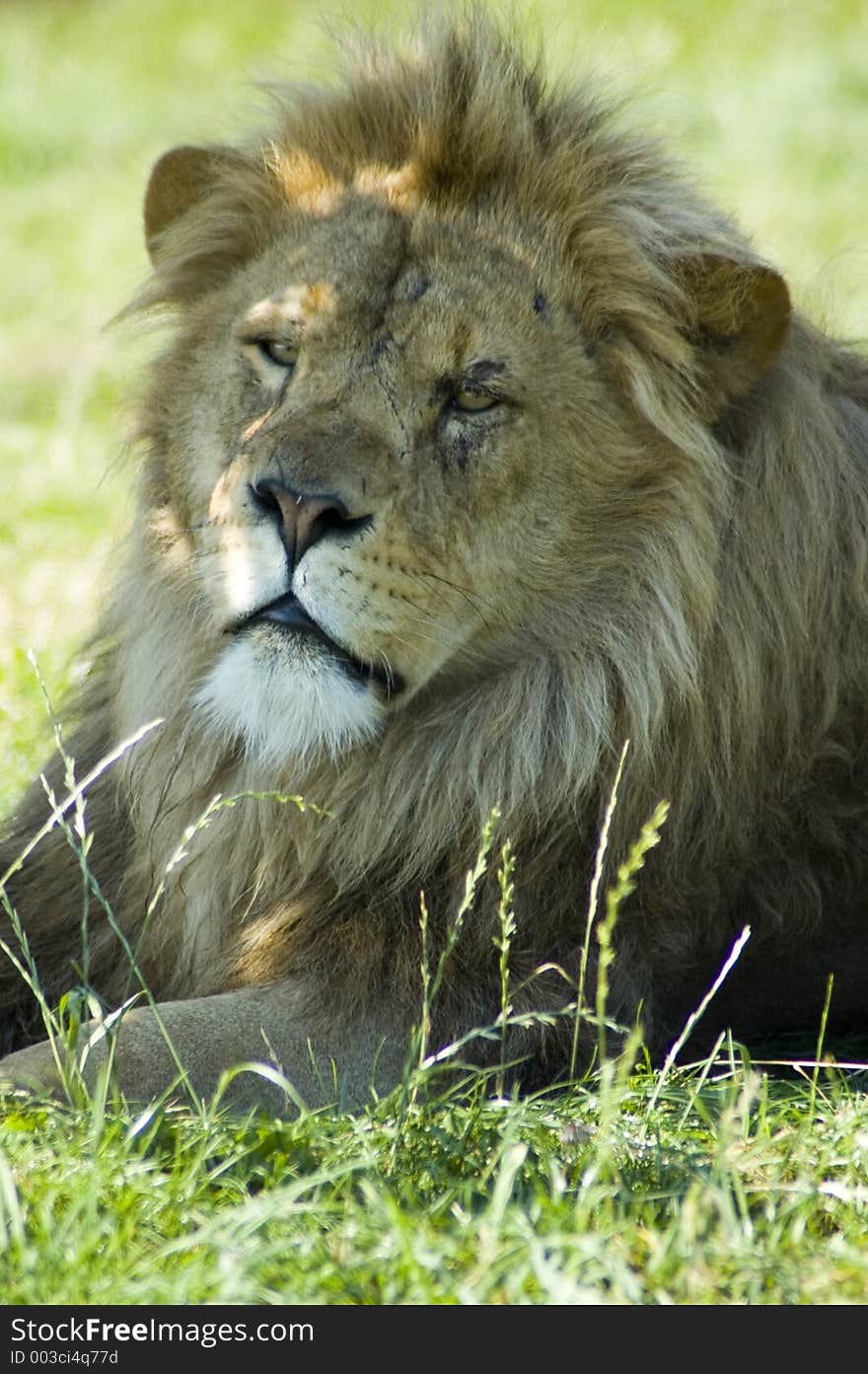 Male lion photographed in captivity. Male lion photographed in captivity