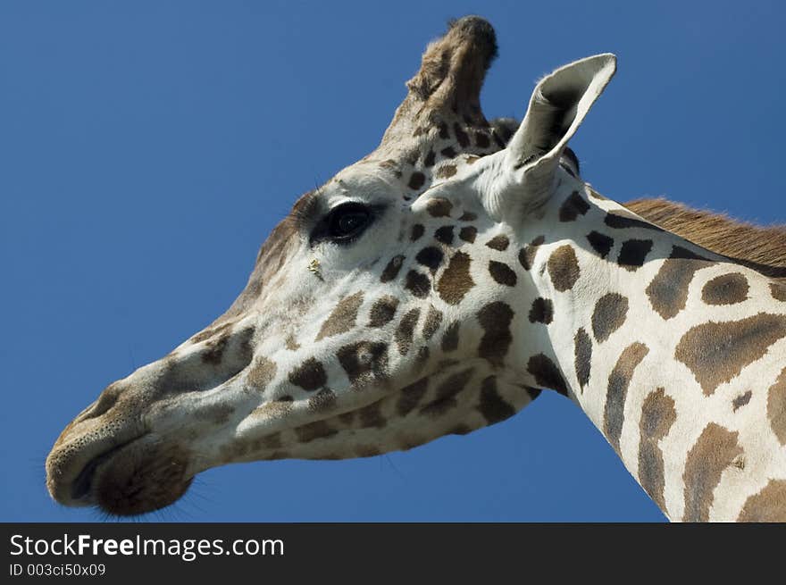 Giraffe from very very close. Giraffe from very very close