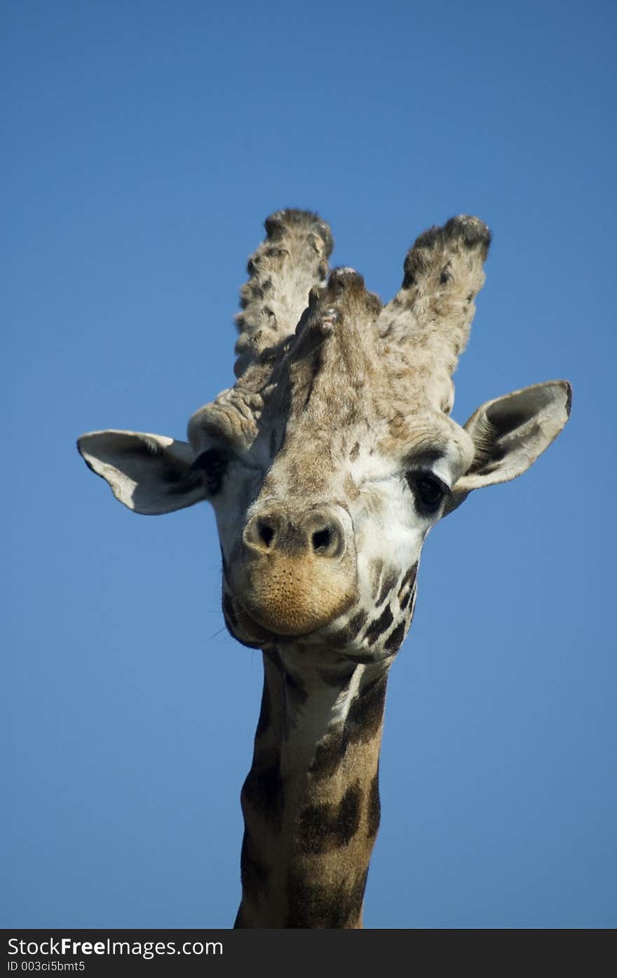 Giraffe from very very close. Giraffe from very very close