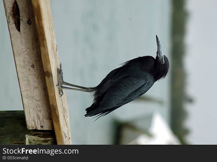 Photographed a small heron at a local marina in Florida. Photographed a small heron at a local marina in Florida.