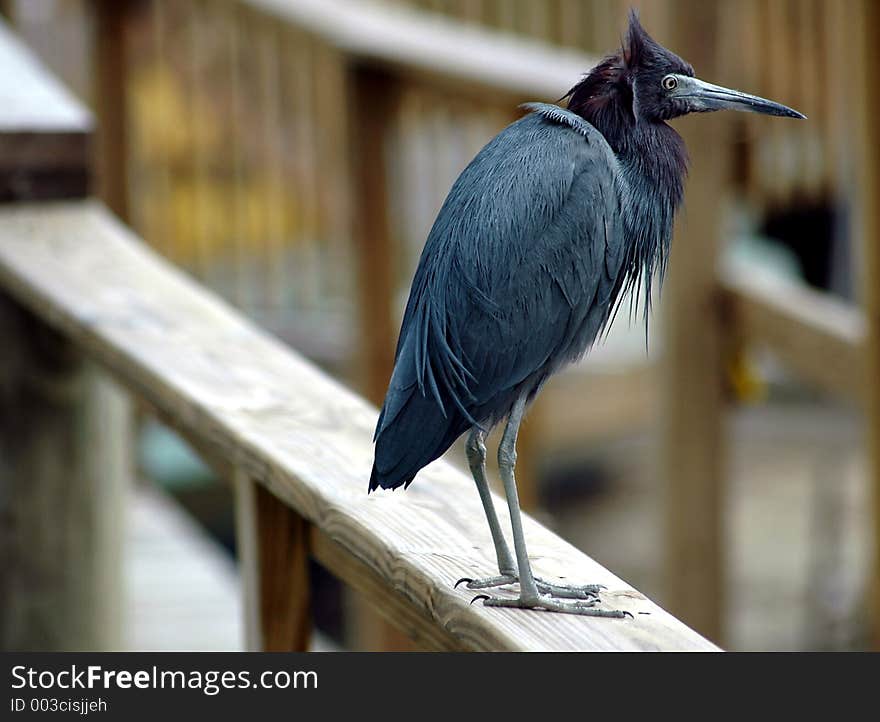 Photographed a small heron at a local marina in Florida.