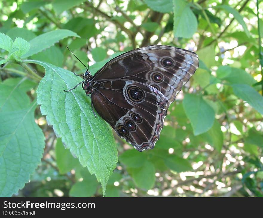 Butterfly on Leaf