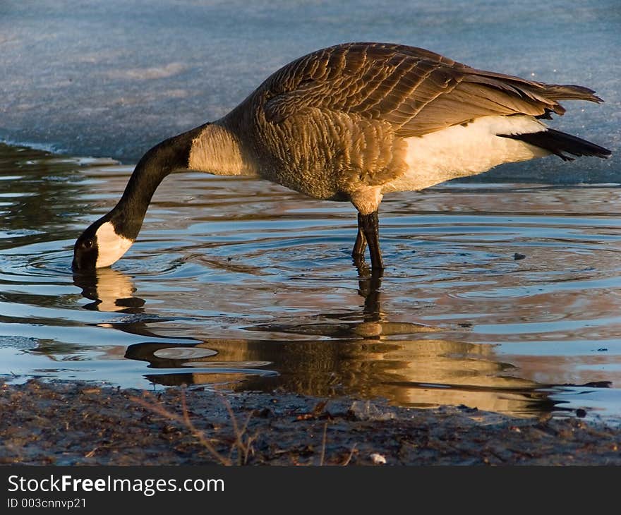 A Canada Goose sips from a partly frozen pond in early spring. A Canada Goose sips from a partly frozen pond in early spring.