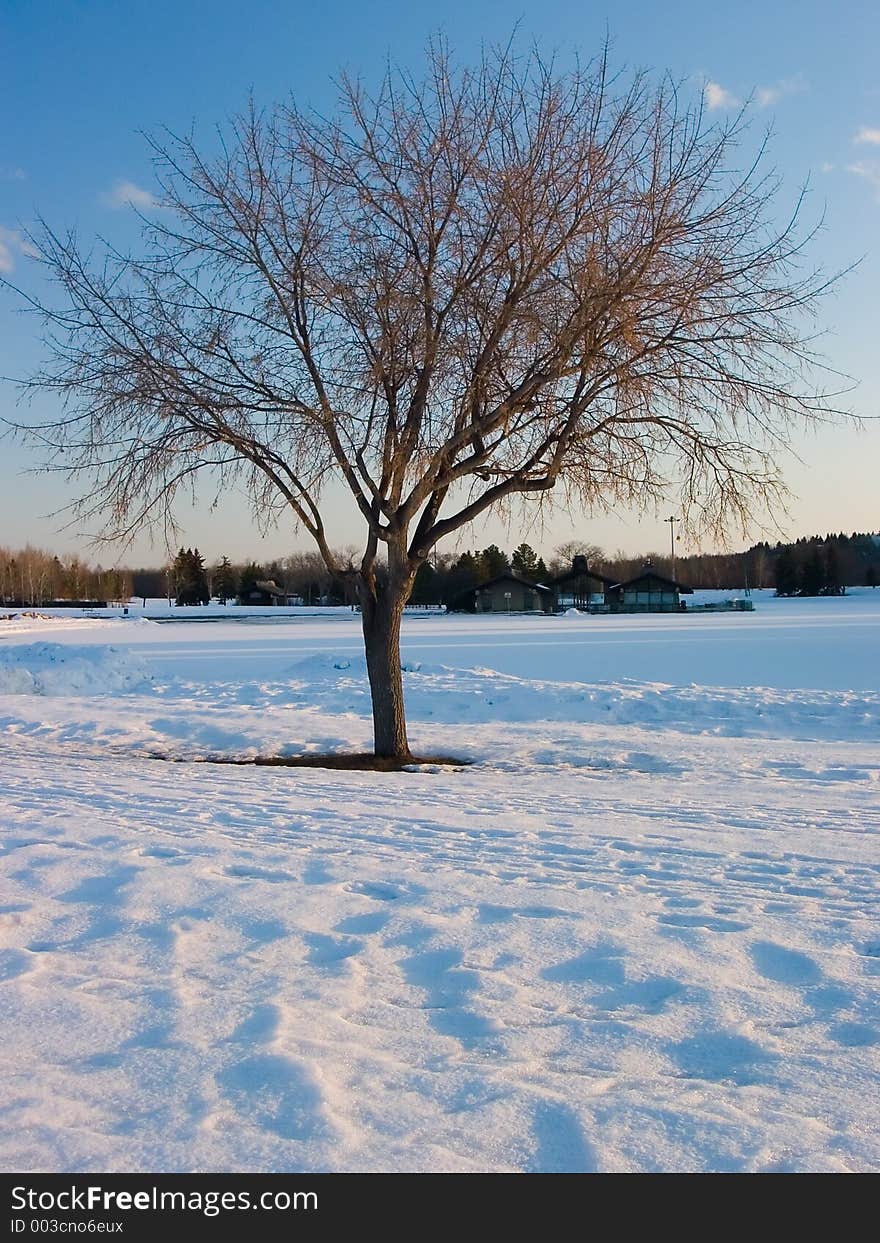 A lone, leafless tree stands amongst a thick coating of snow. A lone, leafless tree stands amongst a thick coating of snow.