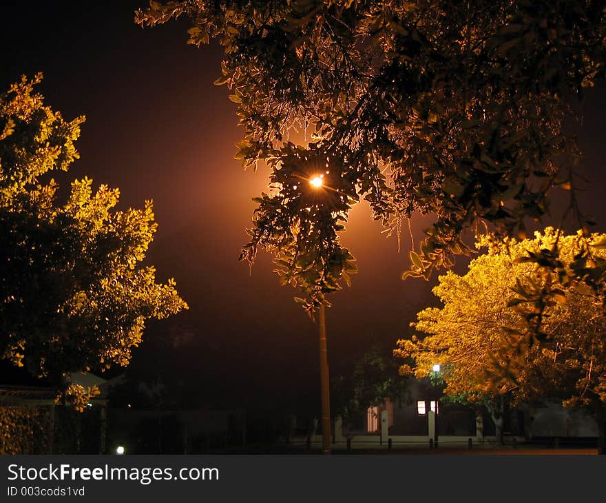 Urban park tree detail at night, silhouette. Urban park tree detail at night, silhouette.