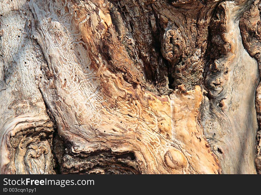 Tree-trunk of an old fruit-tree. Tree-trunk of an old fruit-tree