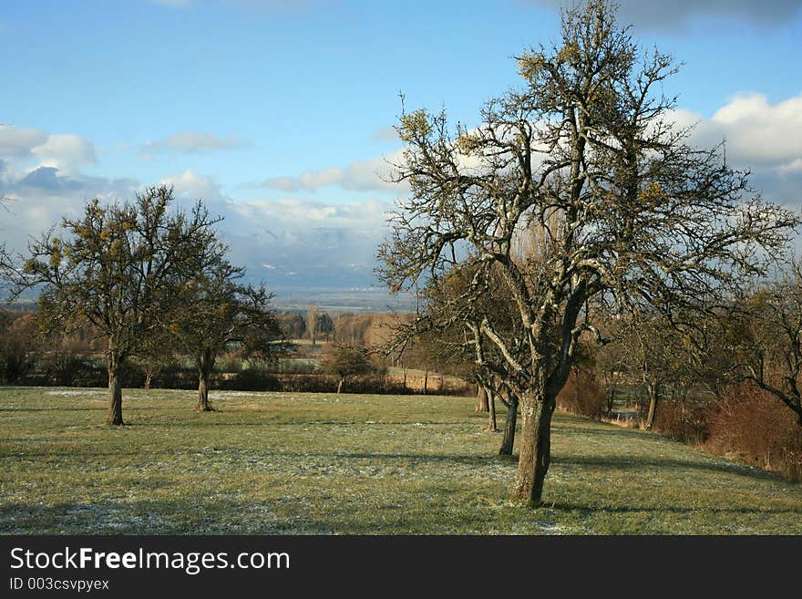 Old trees in the country