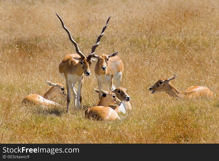 African Antelope family