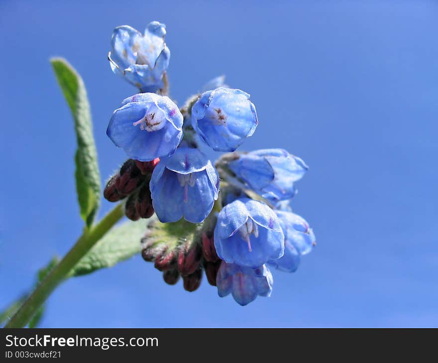 Blue garden flowers. Blue garden flowers.