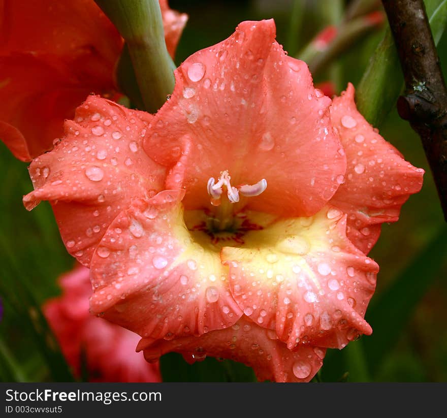 Gladiolus