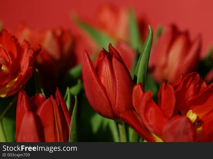 Red tulips